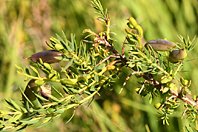 Genista anglica